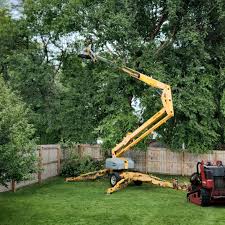 Best Tree Mulching  in Auburn, CA