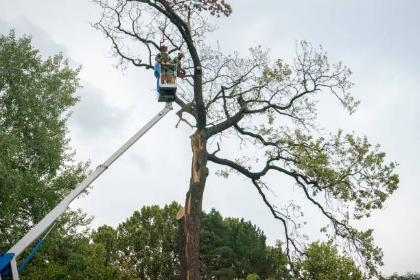 Best Fruit Tree Pruning  in Auburn, CA