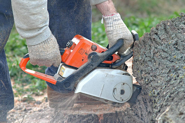 Best Tree Maintenance Programs  in Auburn, CA