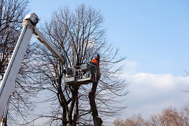 Best Firewood Processing and Delivery  in Auburn, CA